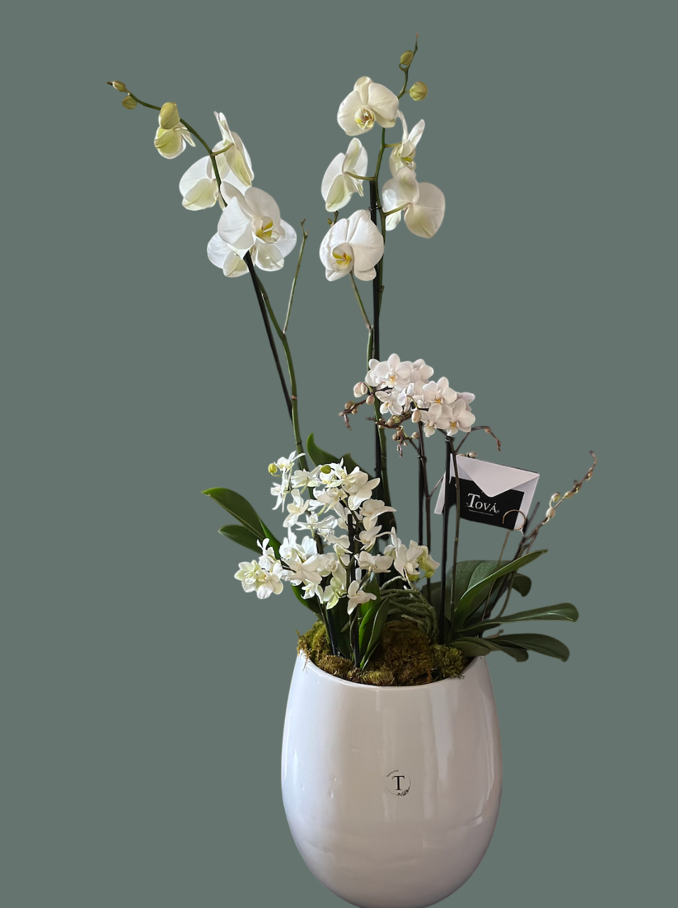 Arreglo de orquídeas