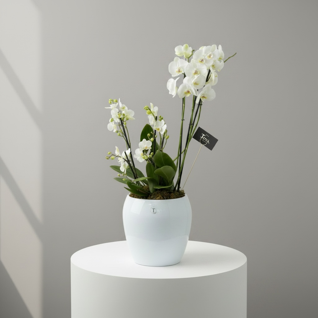 Arreglo de orquídeas