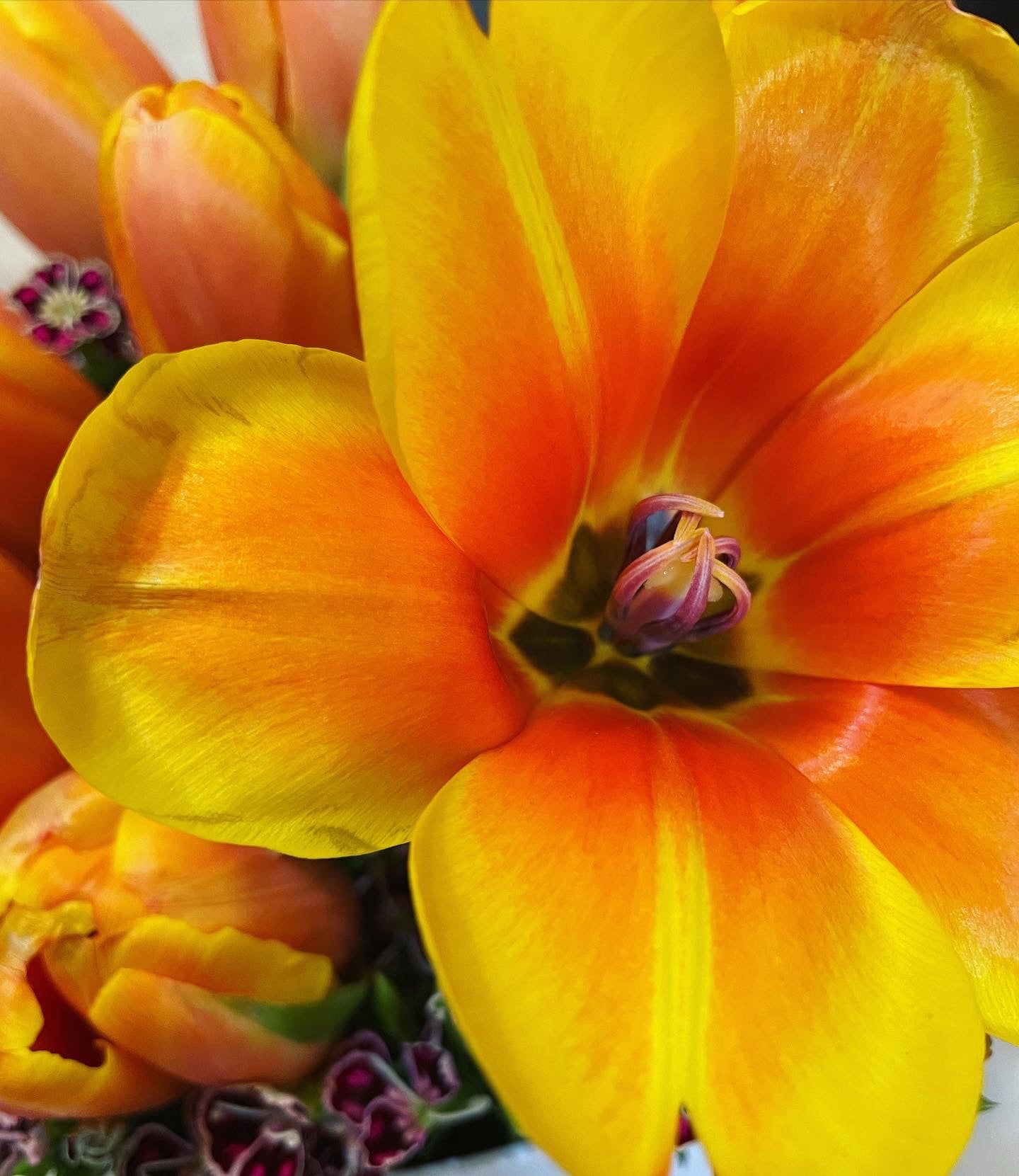 10 tulipanes con follaje, sobre base de cartón rígido.