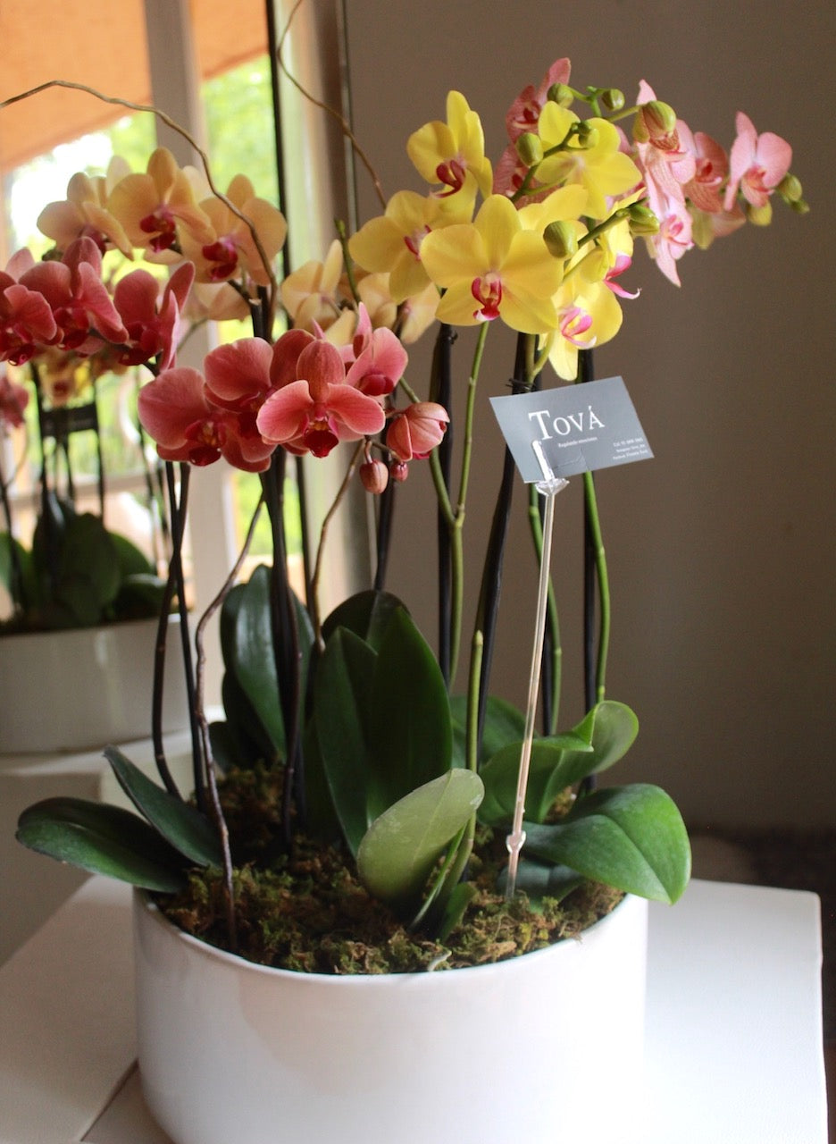 4 orquideas de doble bara en una base de cerámica.