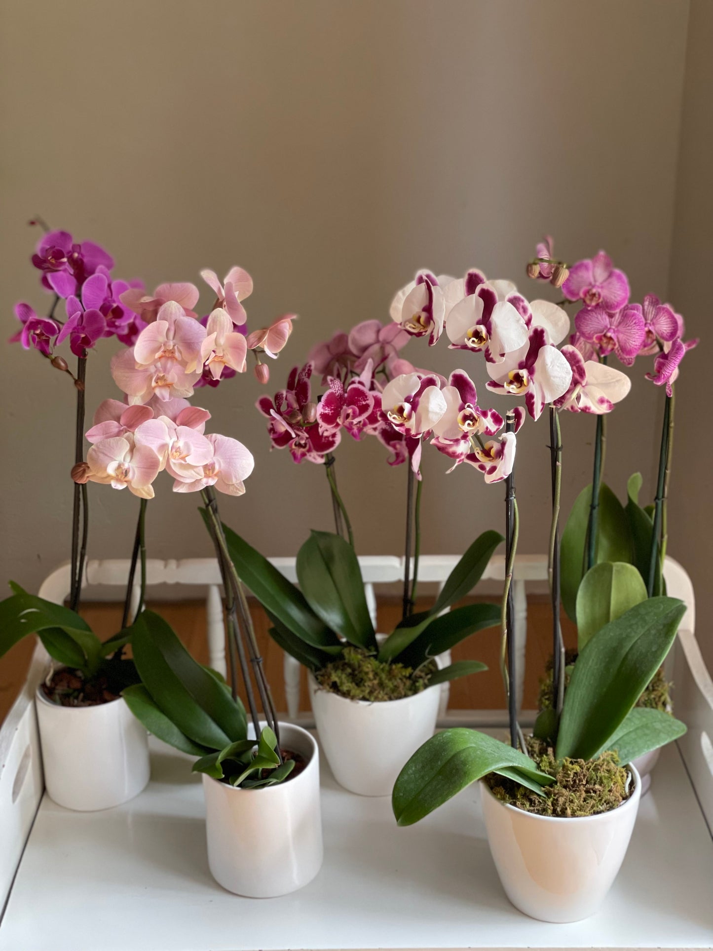 Orquidea de invernadero, doble vara. Pueden llegar a durar hasta 60 años con los cuidados necesarios, florean una vez al año. Medida: aprox 30 cm. Florero de cerámica.