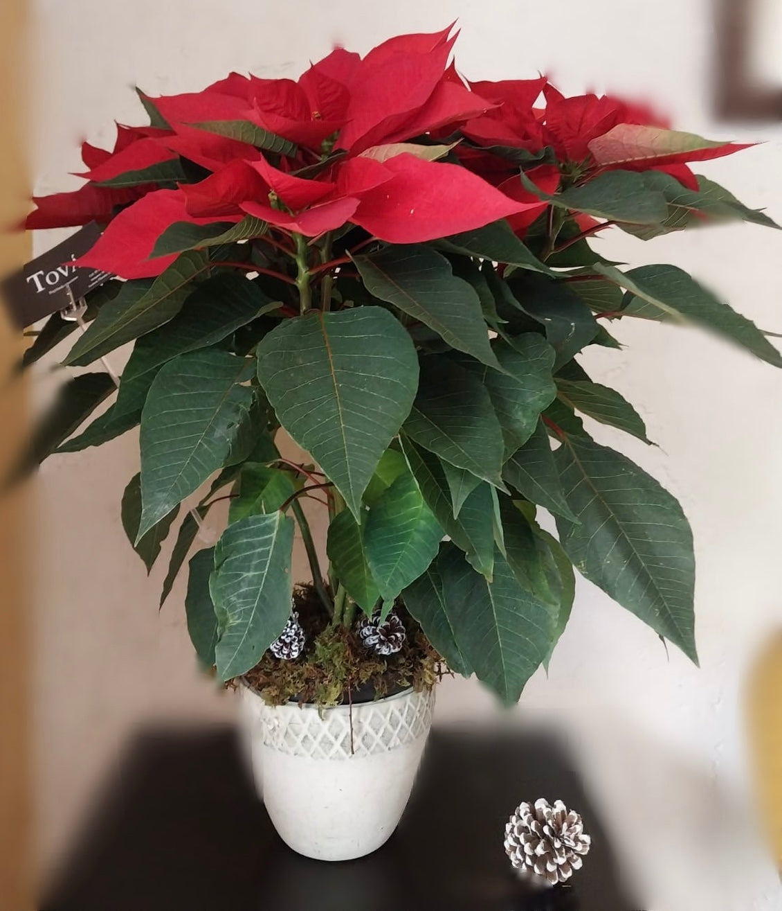 Nochebuena de invernadero mediana en maceta de cerámica.