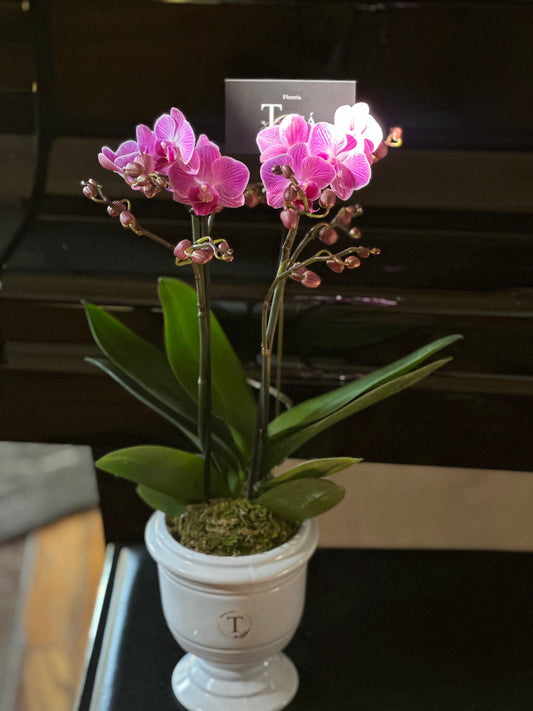 Orquidea mini