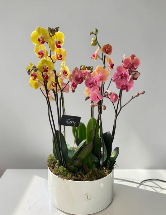 Arreglo de Orquídeas | Bloom