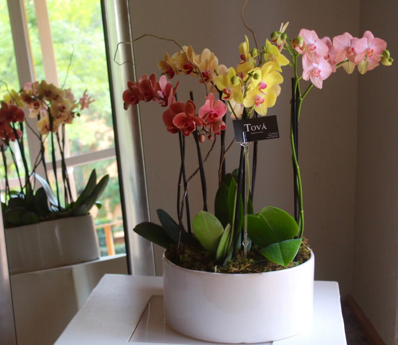 4 orquideas de doble bara en una base de cerámica.
