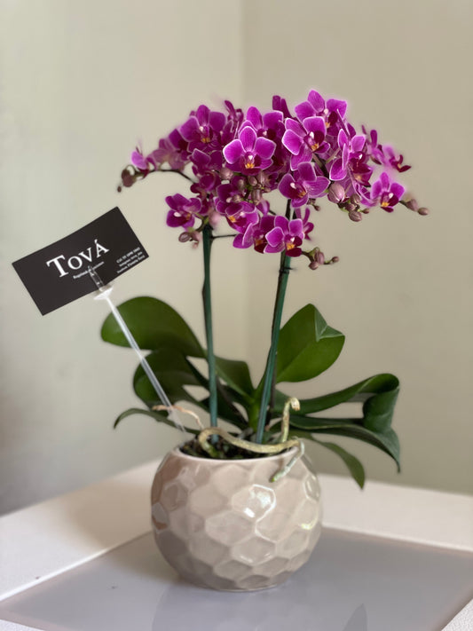 Mini orquidea de invernadero, doble vara. Pueden llegar a durar hasta 60 años con los cuidados necesarios, florean una vez al año. Medida: aprox 20 cm. Florero de cerámica.  