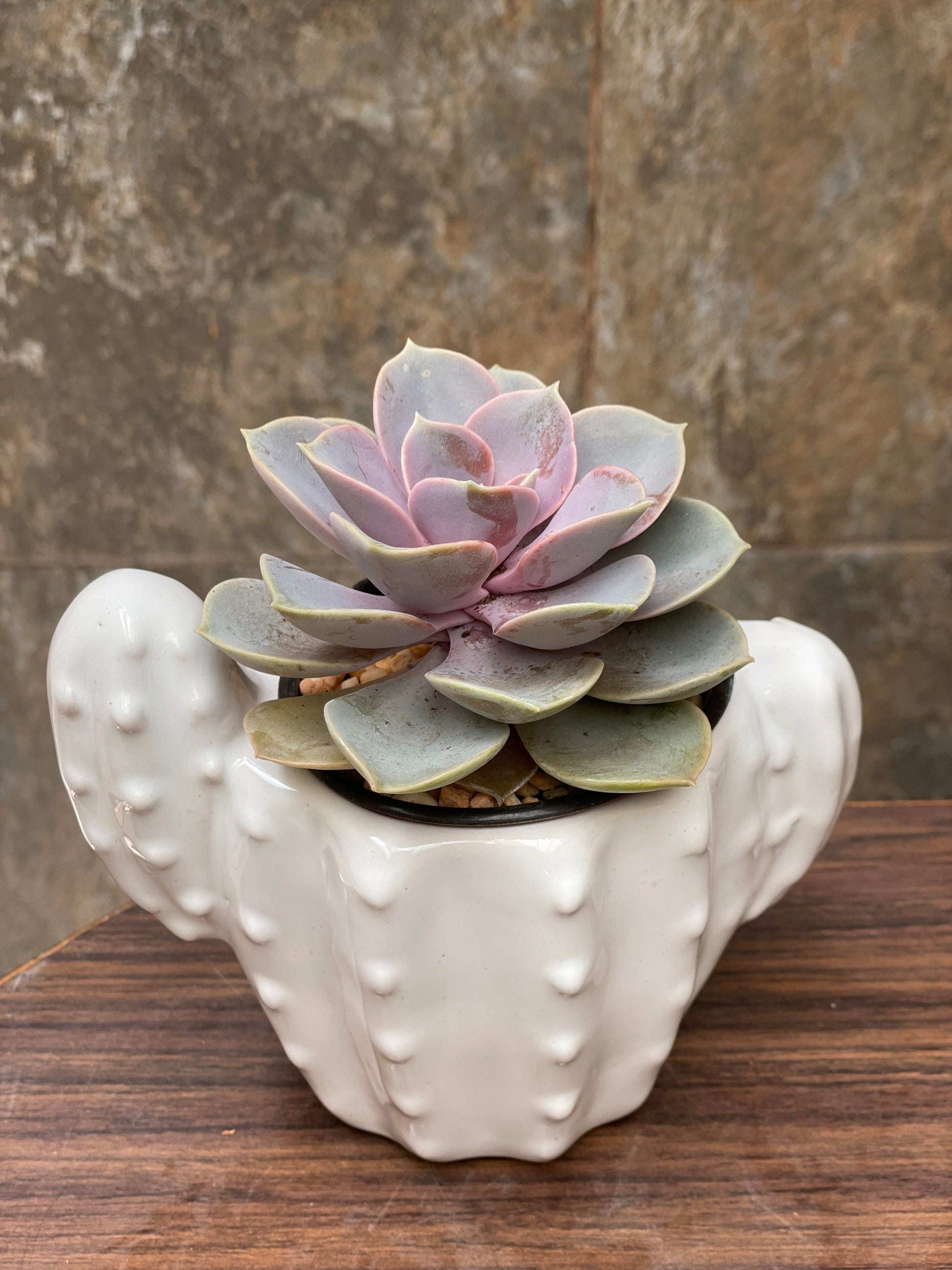 Suculenta en florero de cerámica